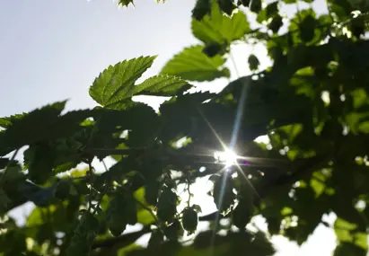 Zon schijnt door groene bladeren