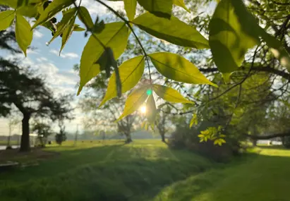 Groen landschap en bladeren