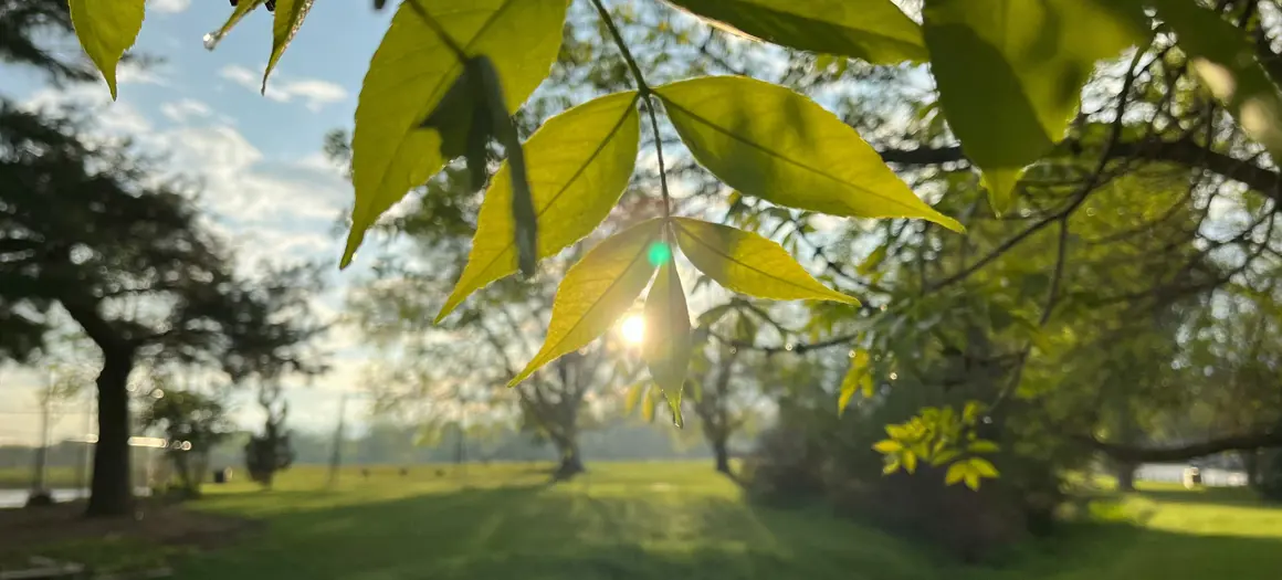 Groen landschap en bladeren